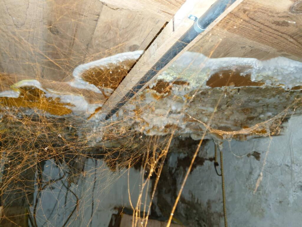 Ein tropfendes Lavabo im oberen Stock verursachte einen Wasserschaden an dieser Kellerdecke. Ein idealer Nährboden für den Hausschwamm.